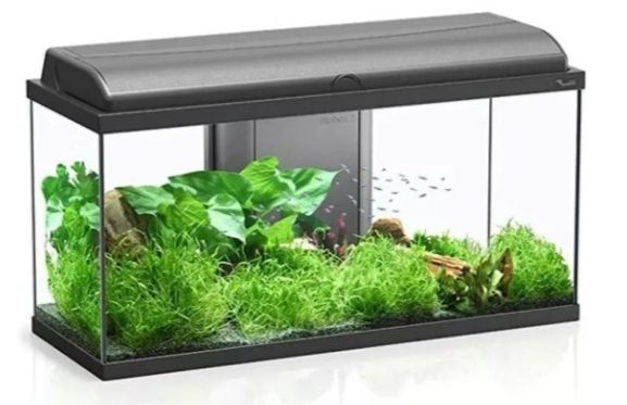 Aquarios para peixes