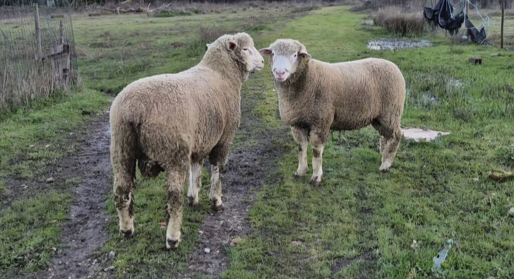 Carneiro Ile-de-France