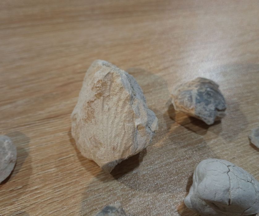 Vários fósseis marinhos