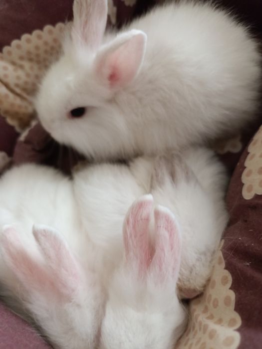 Кроленята, декоративни, біленькі