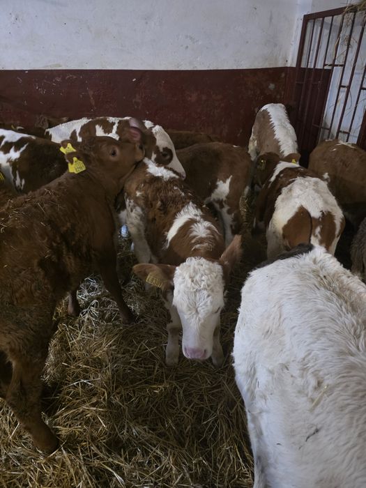 Witam sprzedam byczki jaloweczki
