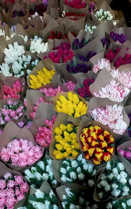 Продам тюльпани опт.