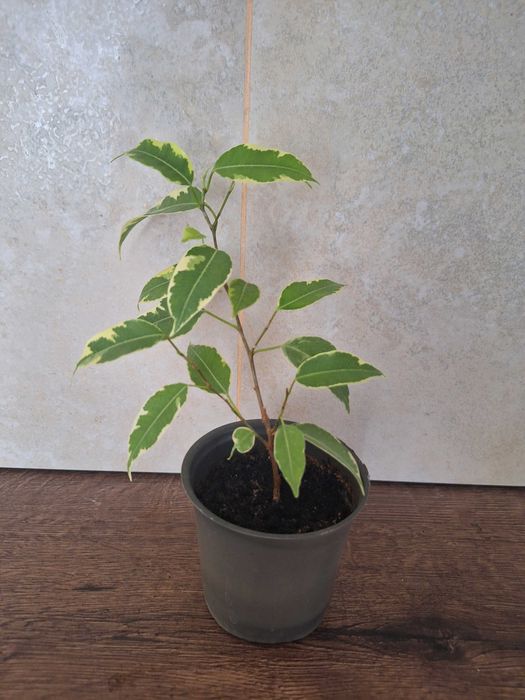 Фікуси бенджаміна неон, алі, анастасія, амстел голд