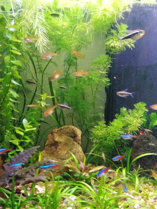 Limnophila sessiliflora