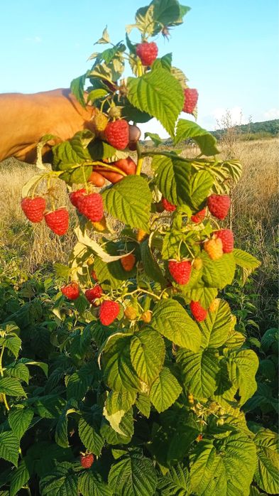 ЯКІСНІ саджанці ремонтантної та літньої малини з відмінною кореневою