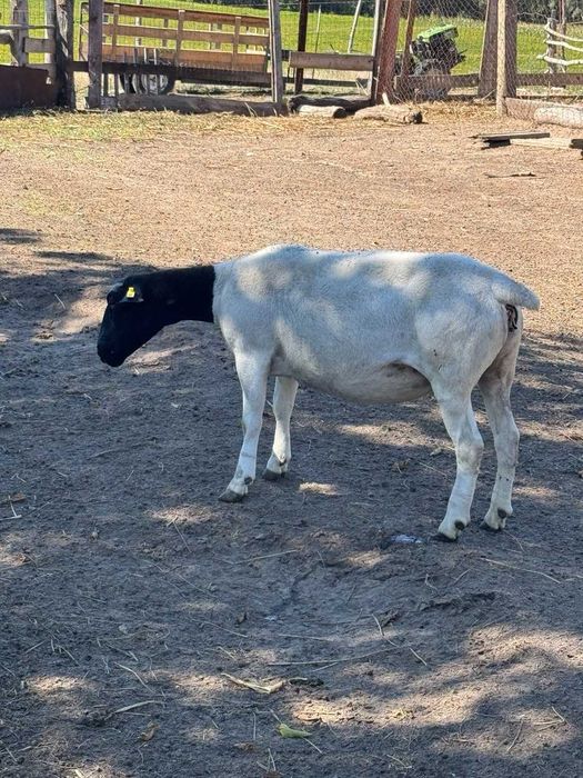 Вівці, барани, ягнята. Ягнята кросс дорпера (на м'ясо на розплід)