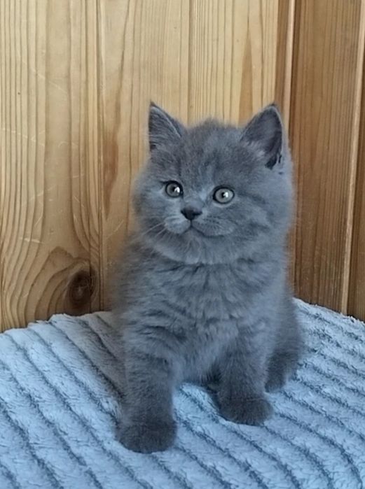 Котики маленькі ведмедики