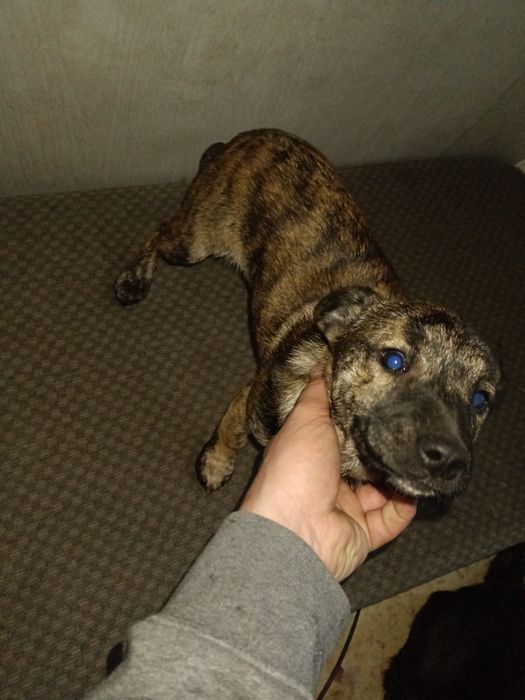 Szczeniaki do oddania za darmo