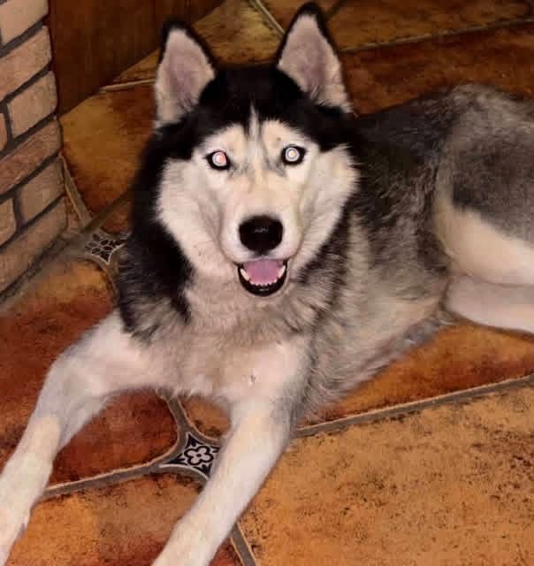 Lola w typie Husky szuka domu