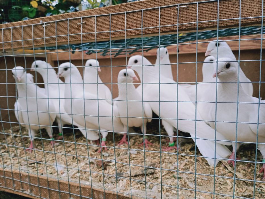 Gołębie ozdobne, czaple.