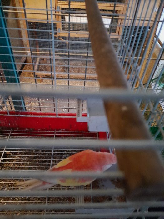 Vendo fêmea de bourke