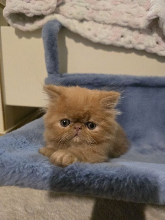 Персицькі котики екстримали