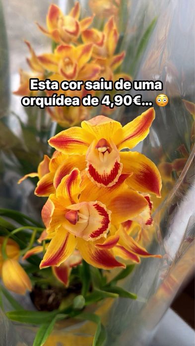 10 orquideas por 49€ sem flor variadas com envio grátis
