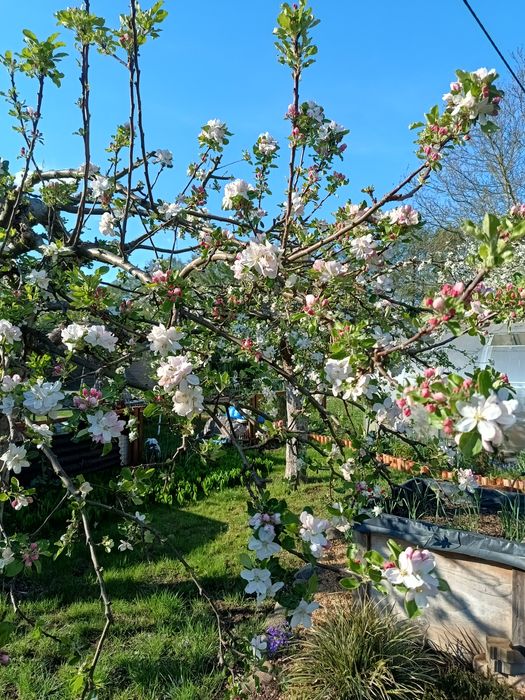 Sprzedam prawa do działki ROD Malwa - największa działka, ponad 700m