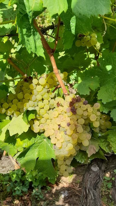 Vendo uvas brancas e tintas para vinho boa castas.