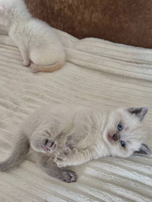 Шотландські котята
