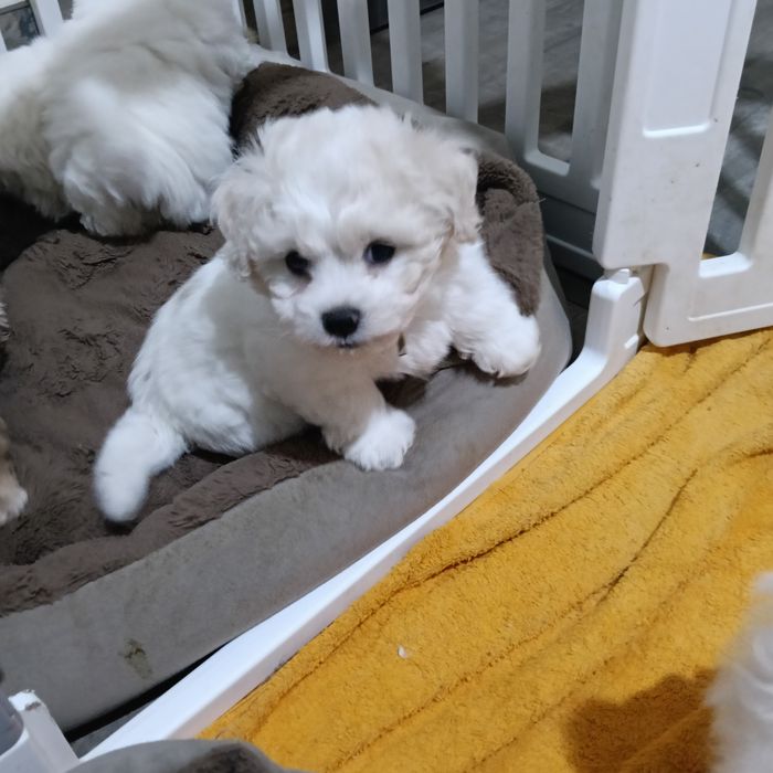 Bichon frise suczka Eliza  FCI ZKwP