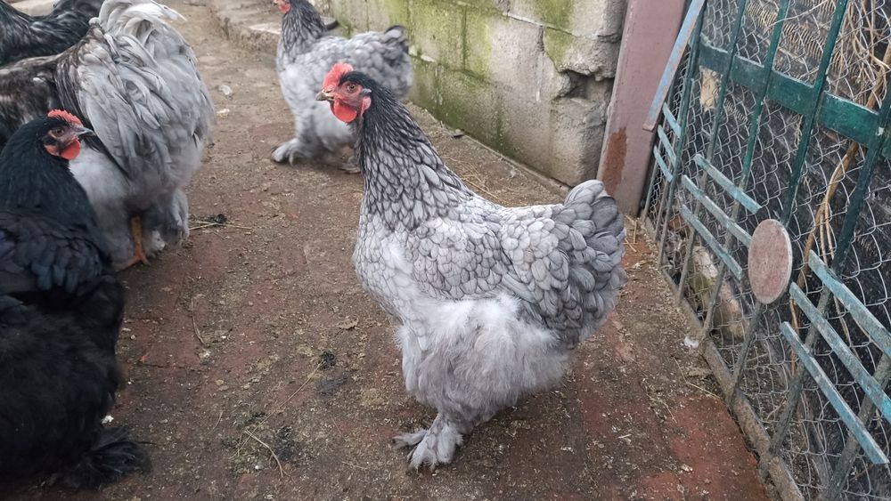 Продам кохінхінів