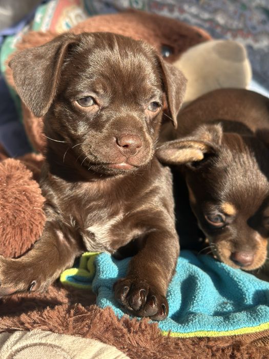 Продам Щенка Мальчик