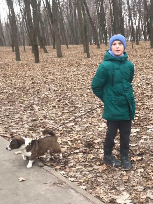 Загубилась собака