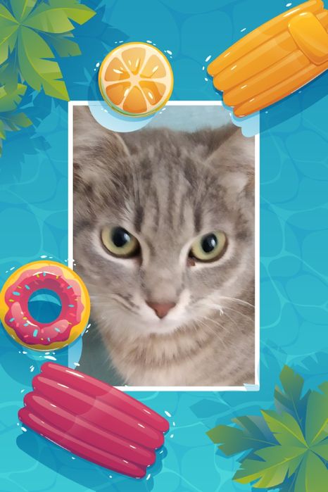 Подарим котят  два мальчика и одну девочку.