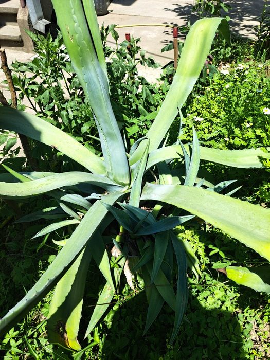 Велика американська голуба агава