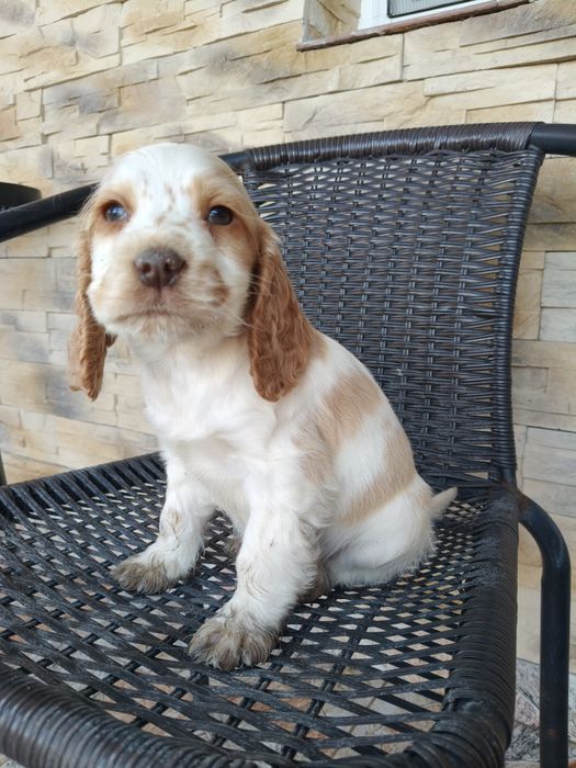 Cocker spaniel angielski pies