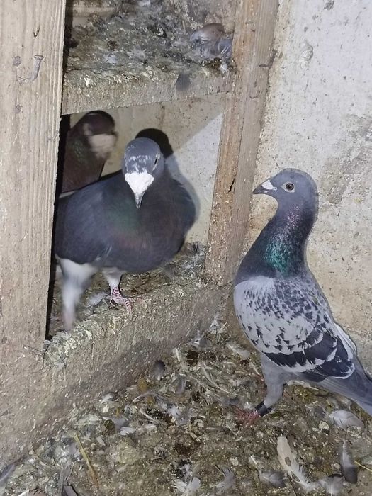 Sprzedam gołębie różnych ras