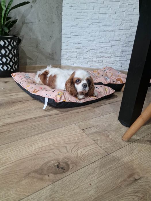 Dorosla suczka cavalier king charles
