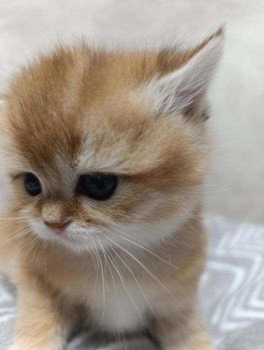 Кошенията порди Британська золота шиншила