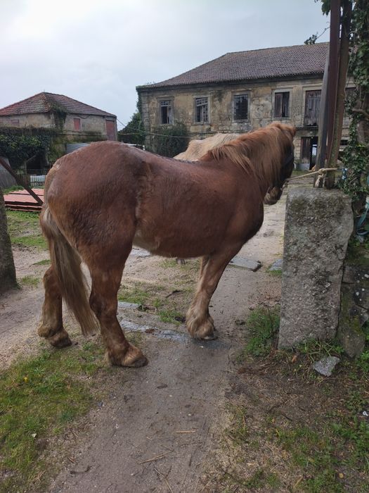 Cavalinho bretão pra venda
