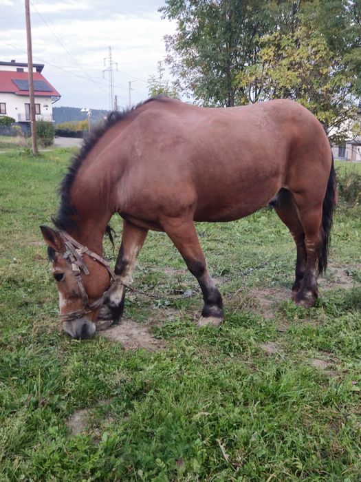 Wałach  koń bardzo spokojny