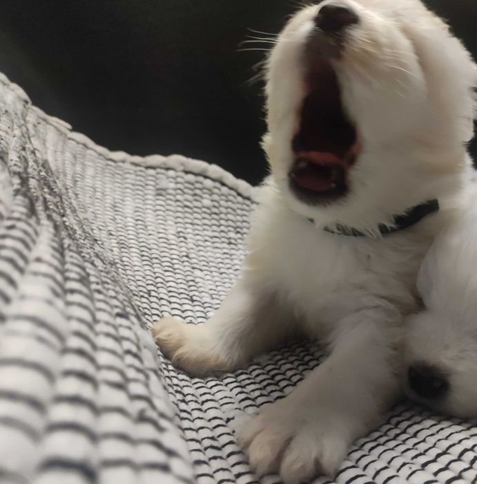 gotowa Samoyed FCI / ZKwP samojed śnieżnobiały