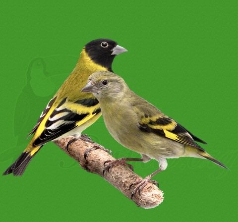 Casais de megelanicos para venda