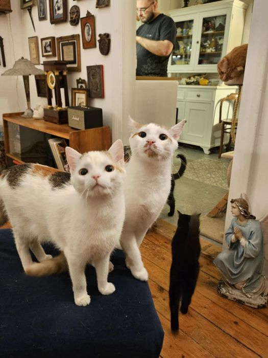 Pianka i Krakers szukają domu na stałe