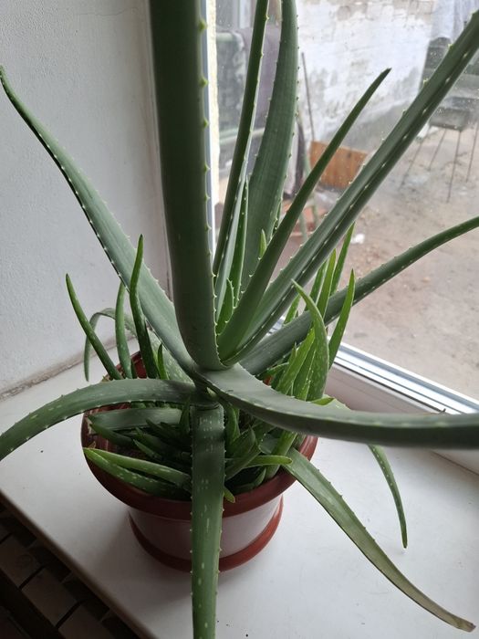 Алое вера молодняк