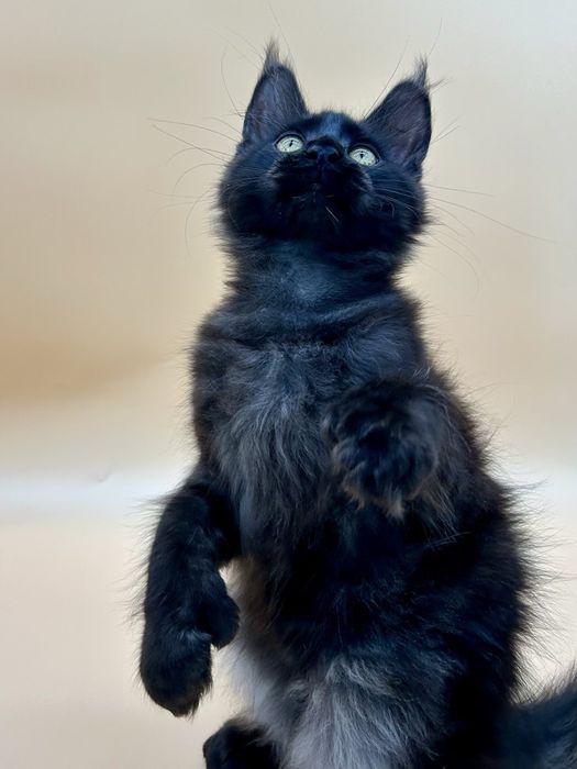 Мейн кун девченка полидакт