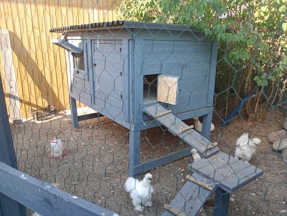 Na sprzedaż kurnik wraz z kurkami Silka