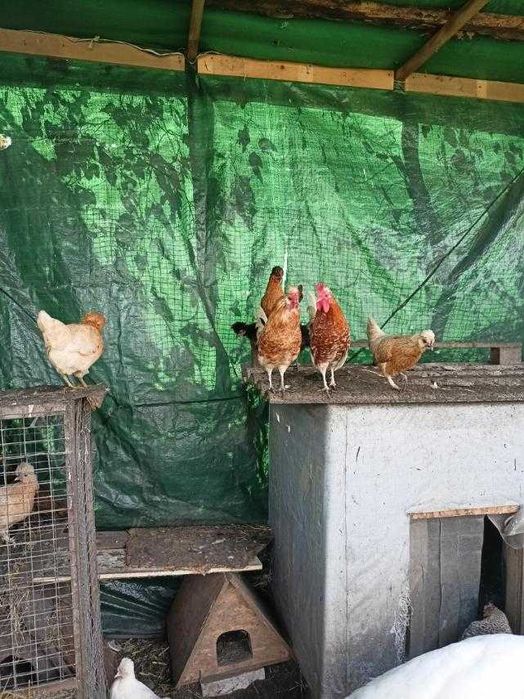 Карликовые куры Бентамки . Півень Петух Курка Курица