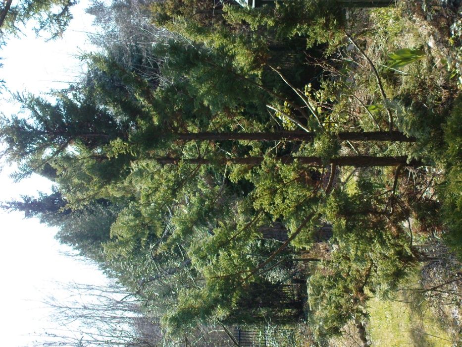 Cyprysik groszkowy Boulevard 2,5 m + jałowiec płożący sabiński fi:1,5m