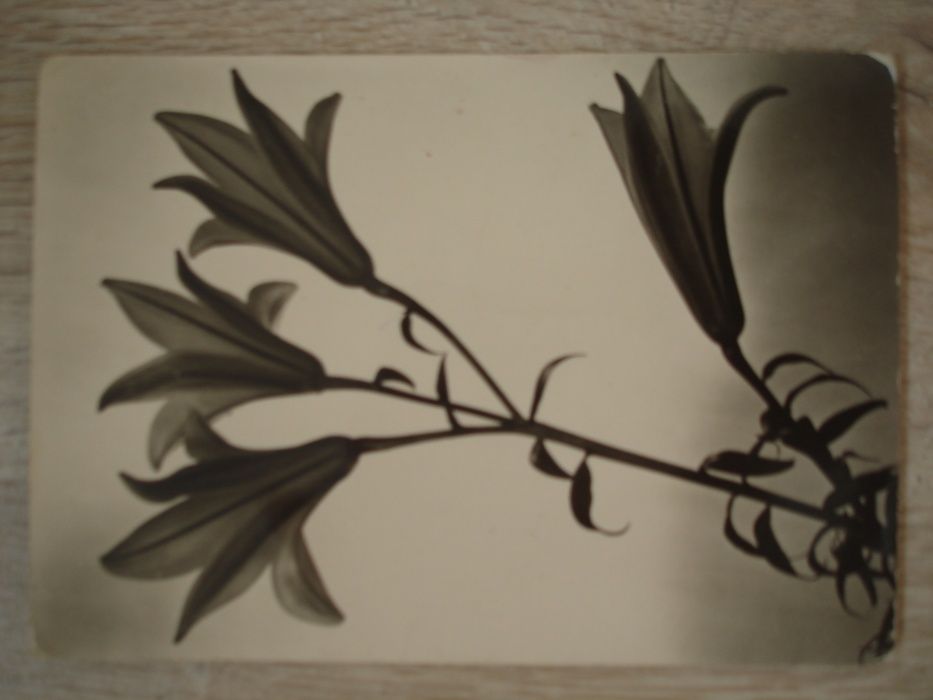 Открытки на цветочную тематику. 1968 - 1973. СССР, Болгария, Чехослова