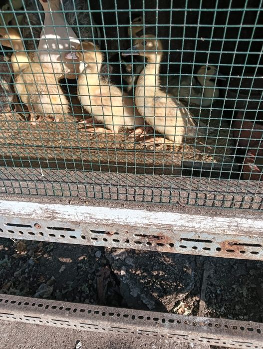 Vendo Patos pequenos