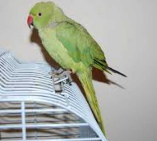 Ring Neck domesticado