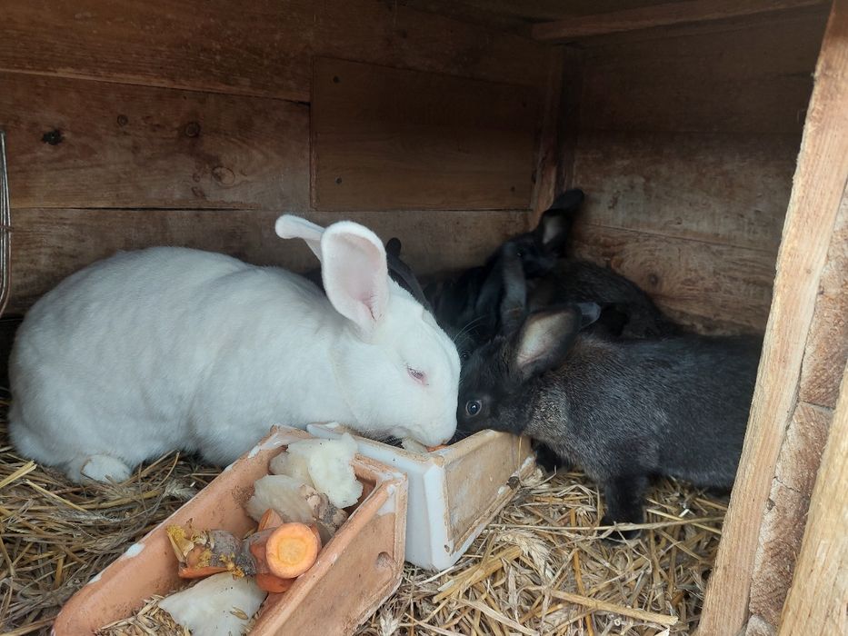 Królica popielnianska