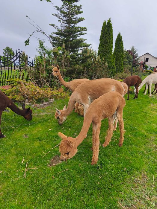 Alpaki młode samczyki ,samice Huacaya