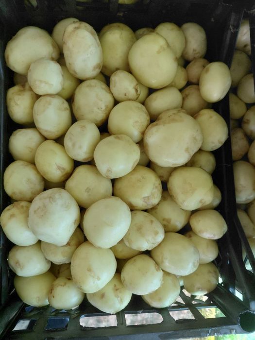 Продам картоплю рівʼєра мита, не мита опт