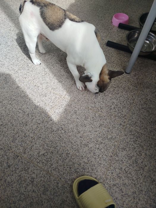 Bulldog francês menino