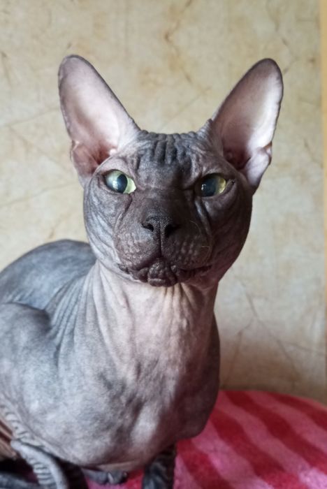 Донські сфінкси.