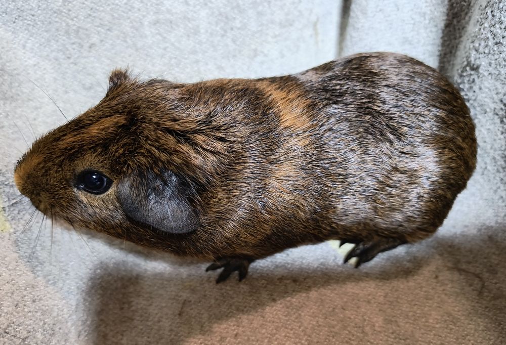 Морські свинки різних порід з домашнього розплідника