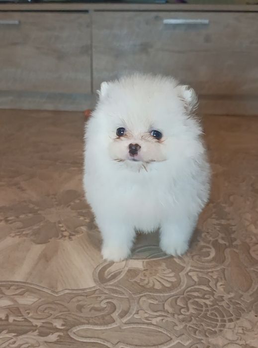 Дівчинка Померанського шпіца